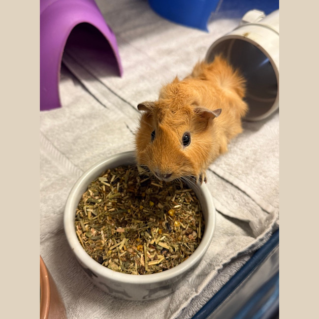 Photo of Pumpkin