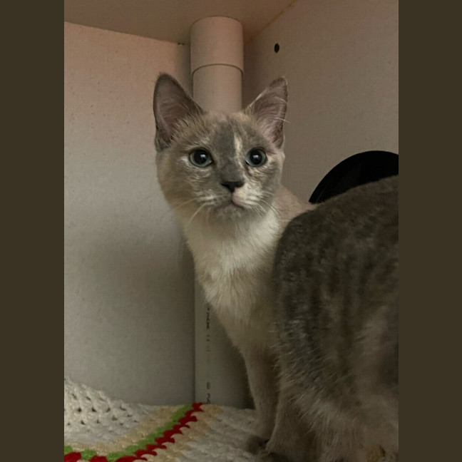 Photo of Nala