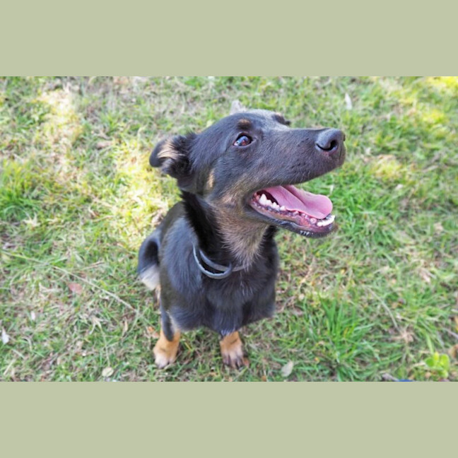 Photo of Angus