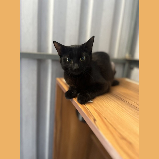 Photo of Loretta   Available Pet Quarters Rutherford