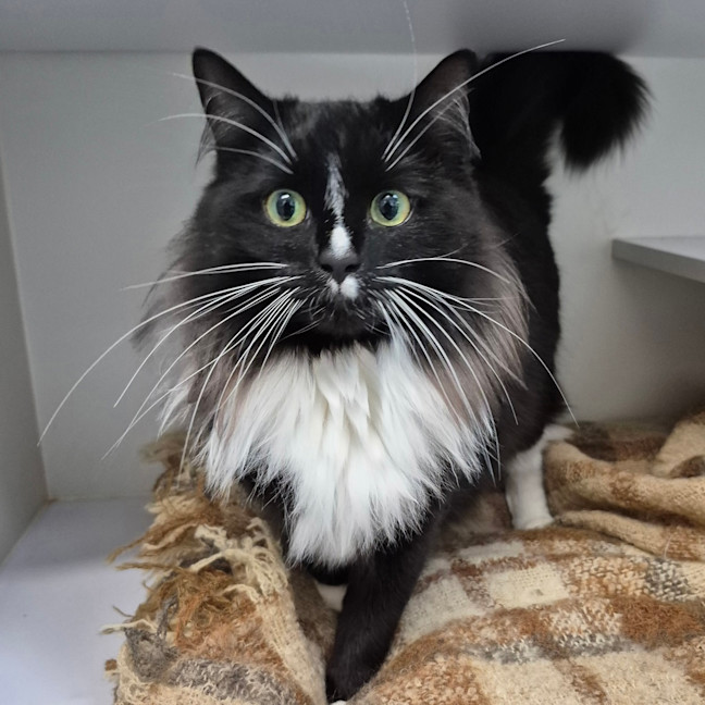 Photo of Chausette