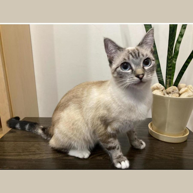 Photo of Pearl