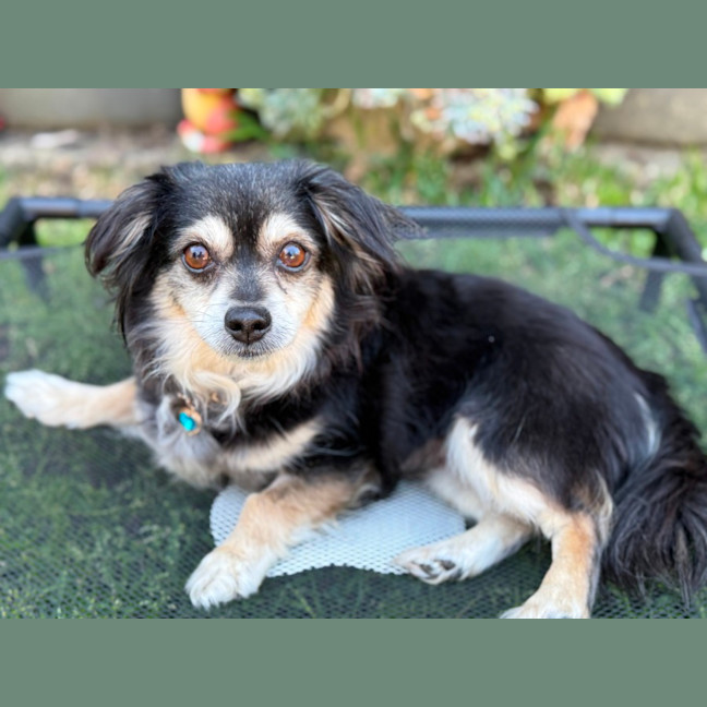 Photo of Sheila   5 Year Old Chihuahua X Pomeranian