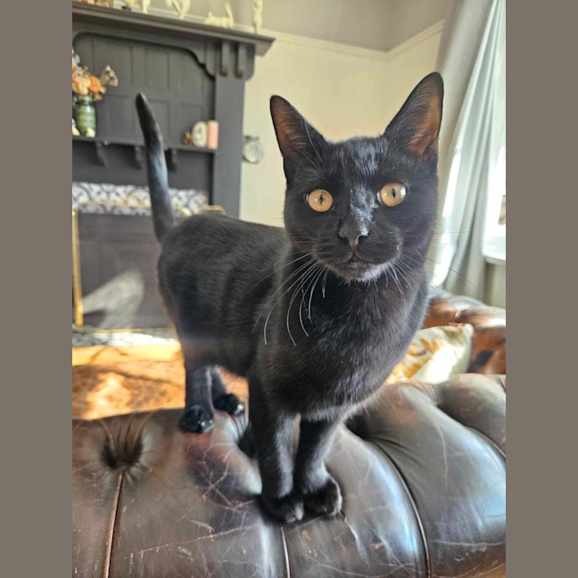 Photo of Sirius ❤️