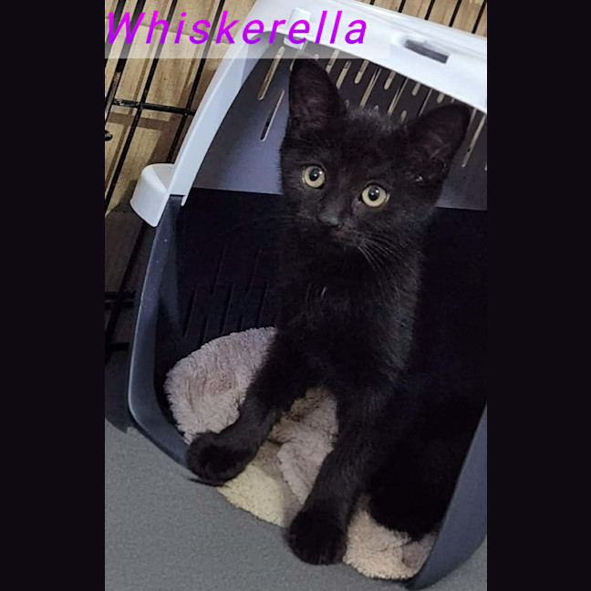 Photo of Whiskerella
