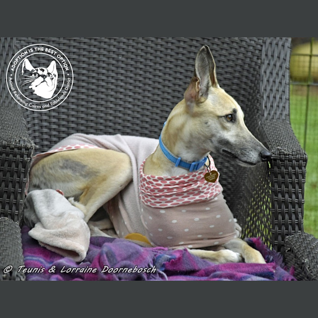 Photo of Marmalade (Harra's Marmalade)