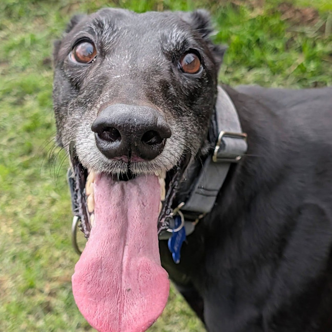Photo of Muttley
