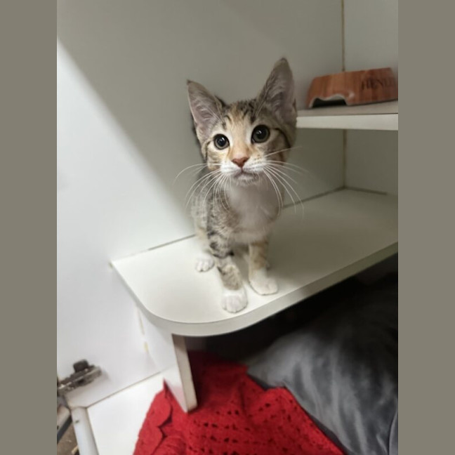 Photo of Cheetara