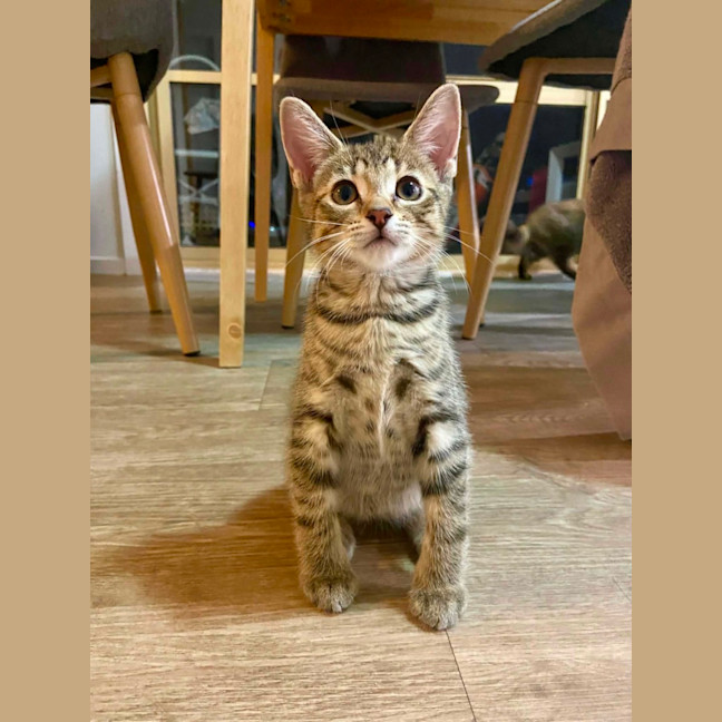 Photo of Pippa Meet Me@Keysborough Petstock 