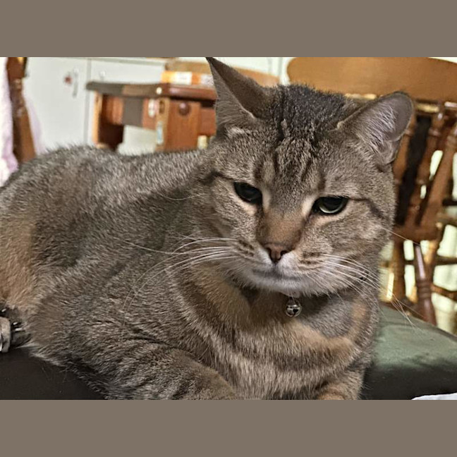 Photo of Snickers