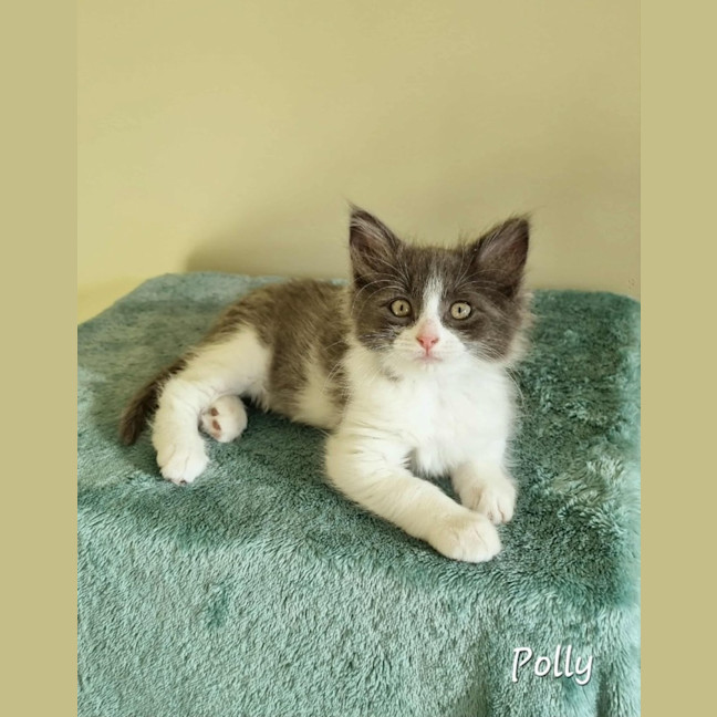 Photo of Polly