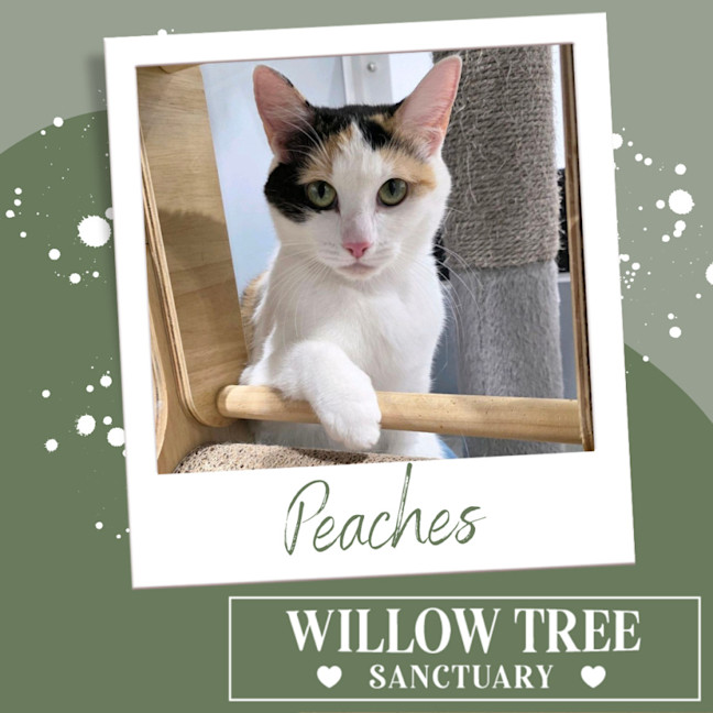 Photo of Peaches