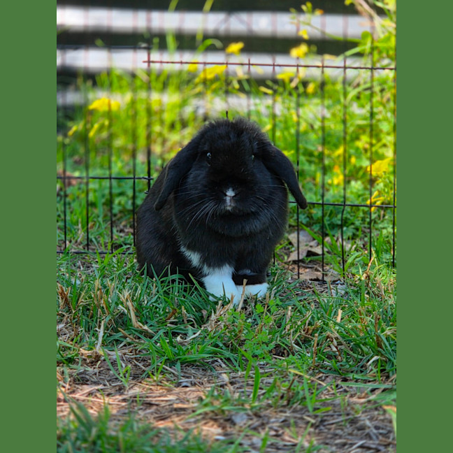Photo of Socks