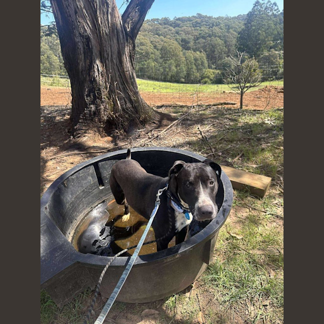 Photo of Rocky