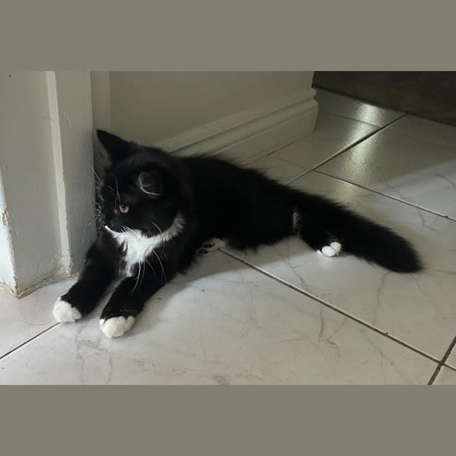 Photo of Peachy Keen