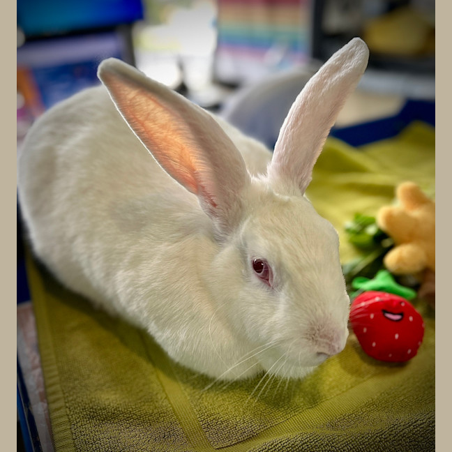 Photo of Macadamia