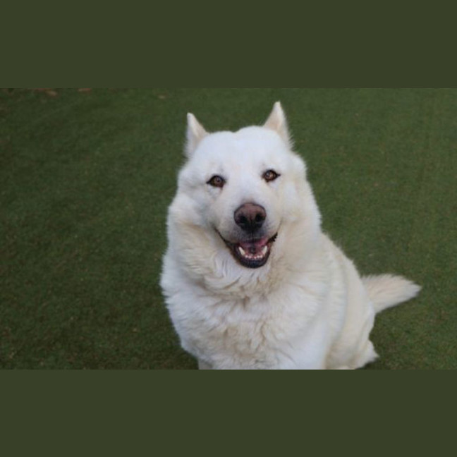 Photo of Luna