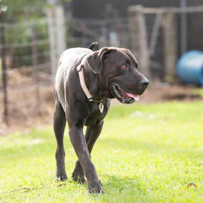 Photo of Jett