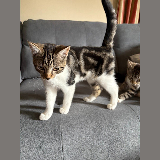Photo of Ruby   Reduced Adoption Fee $200