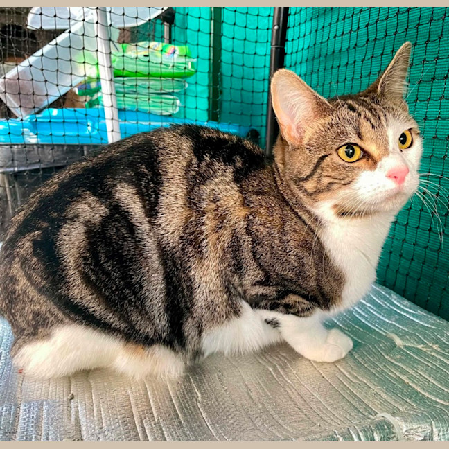 Photo of Judah ** 2nd Chance Cat Rescue **