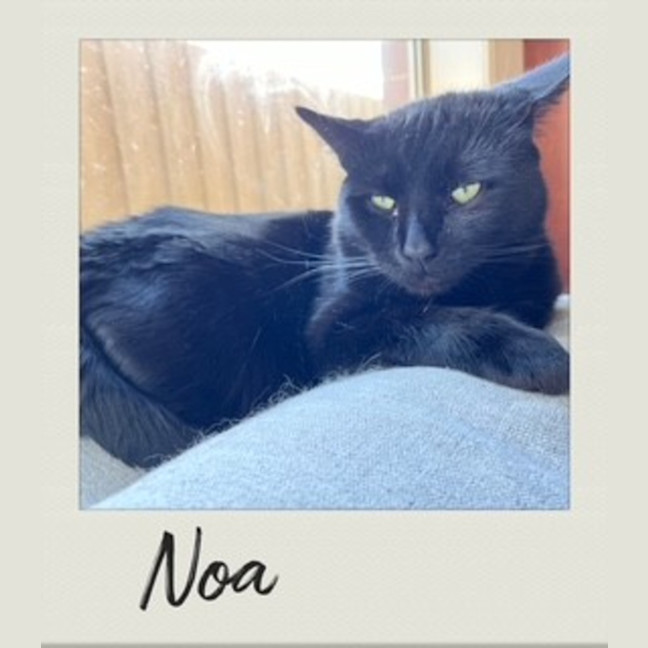 Photo of Noa