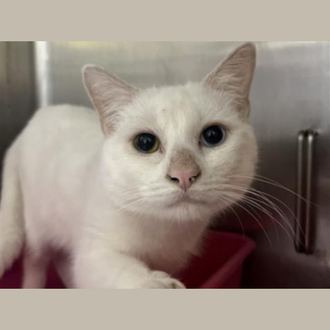 Photo of Casper