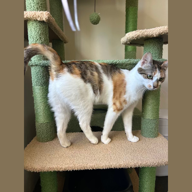 Photo of Blossom
