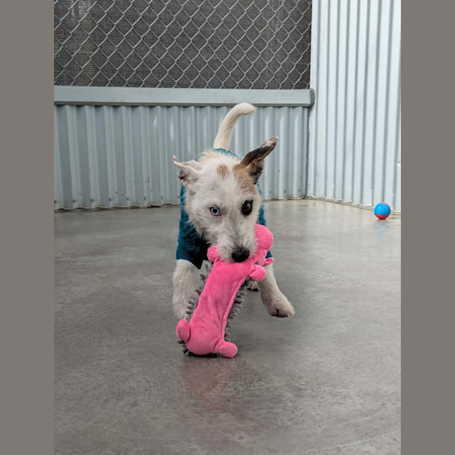 Photo of Roxy