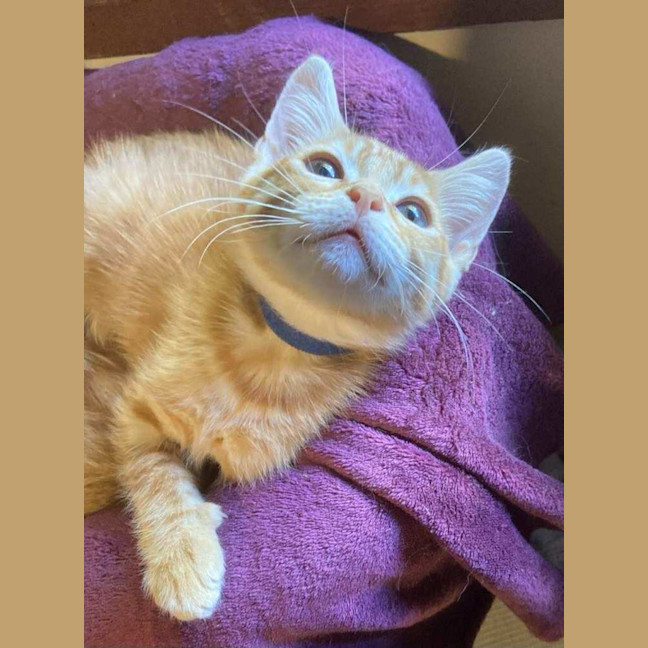 Photo of Dave The Third 