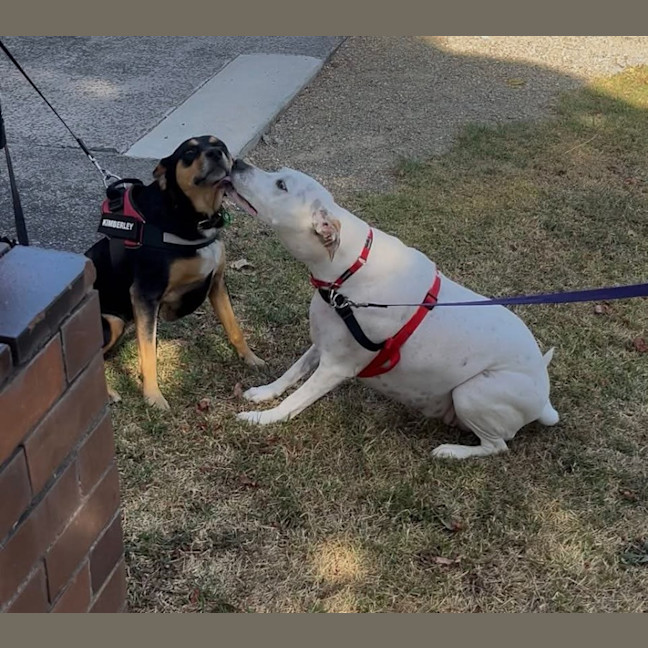 Photo of Raspberry Shortcake