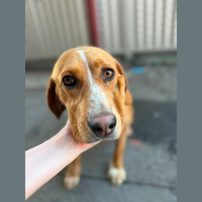 Photo of Daisy