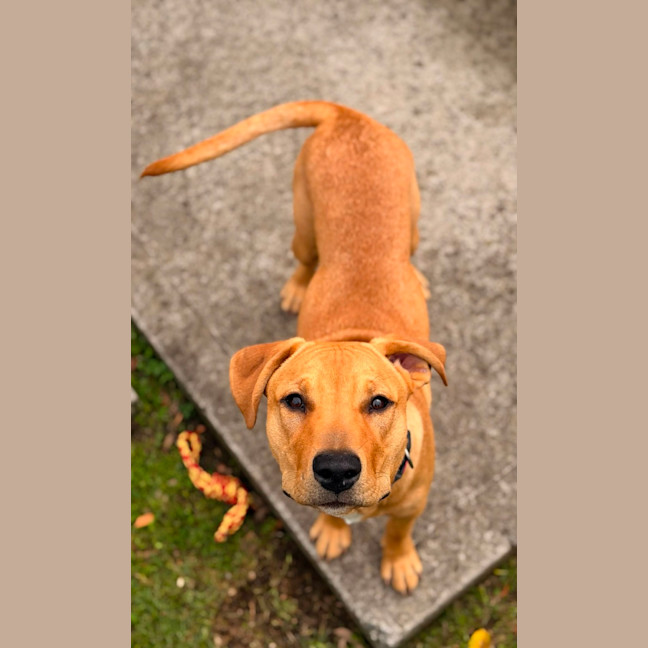 Photo of Cooper