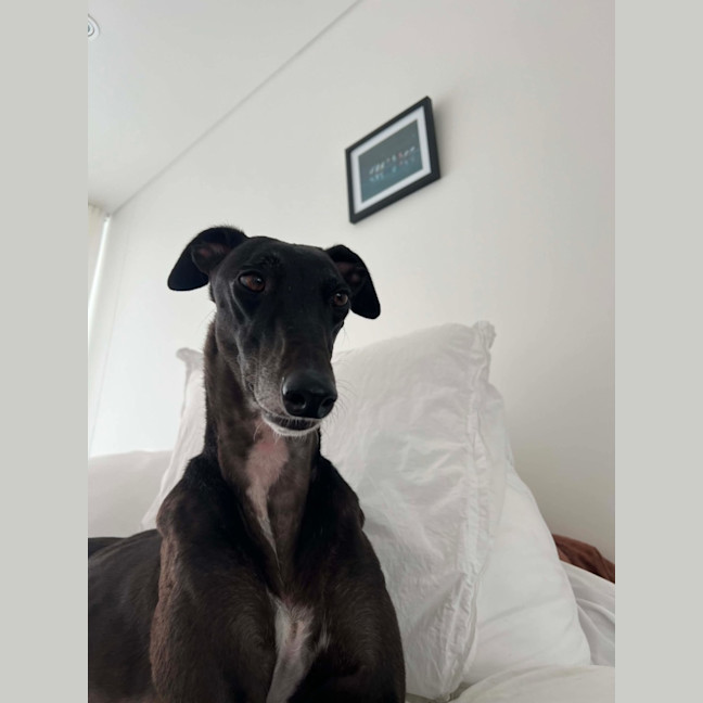 Photo of Ruby, The Greyhound