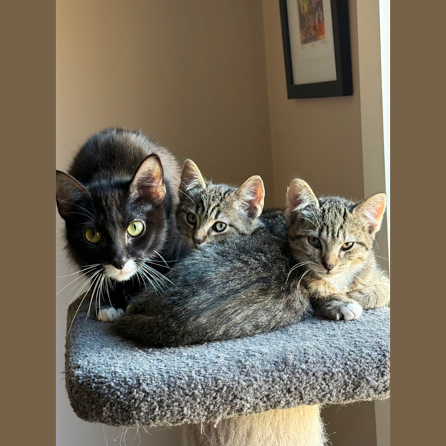 Photo of Galaxy Meet Me At Petstock Clyde North