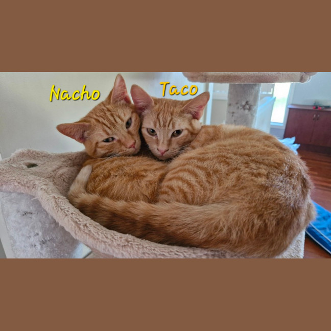 Photo of Nacho (& Taco)