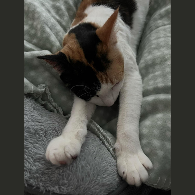 Photo of Catsa Bonita