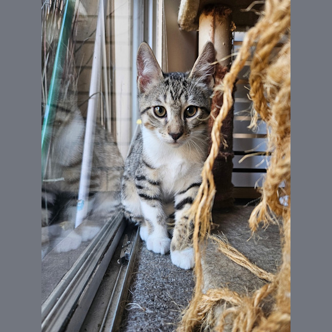 Photo of Mufasa 