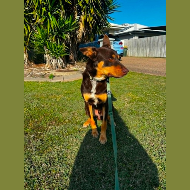 Photo of Rocky