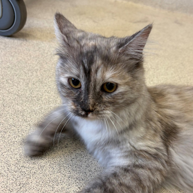 Photo of Dusty