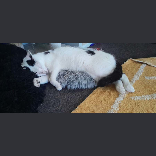 Photo of Panda