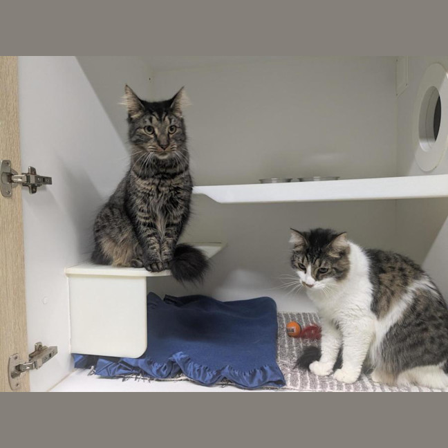 Photo of 🩵 Kovu 6979 🩵