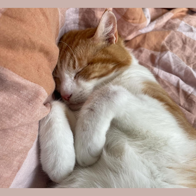 Photo of Willy Wonka