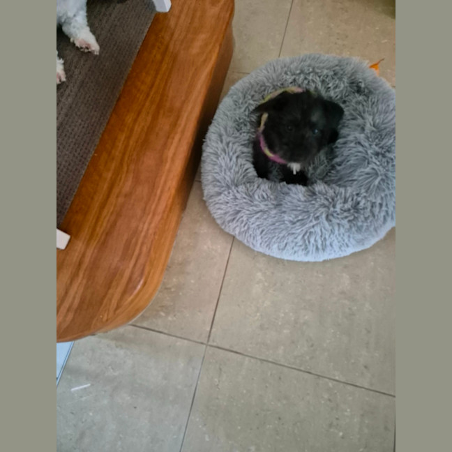 Photo of Dinky