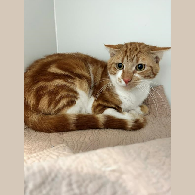 Photo of Chester 