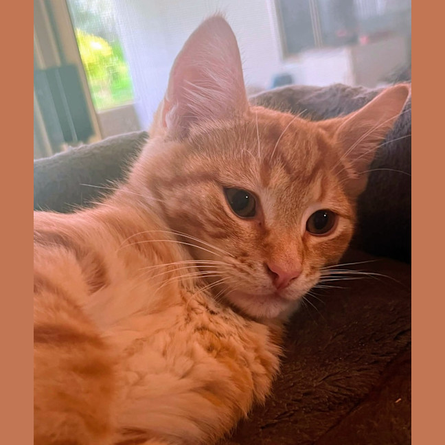 Photo of Toffee