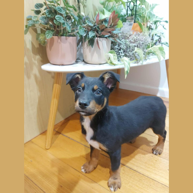 Photo of Saja