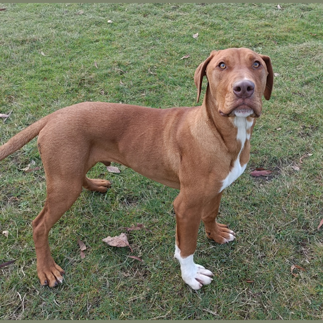 Photo of Stimpy