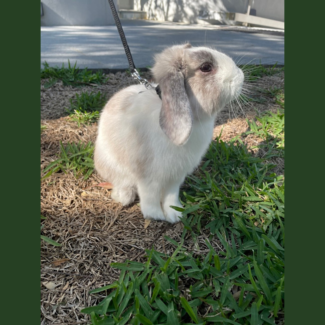 Photo of Harry Hopper