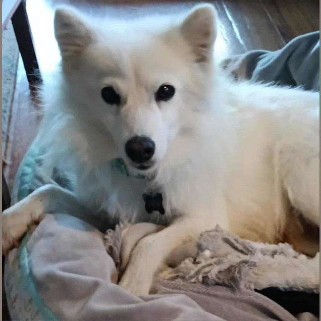 Photo of Midge