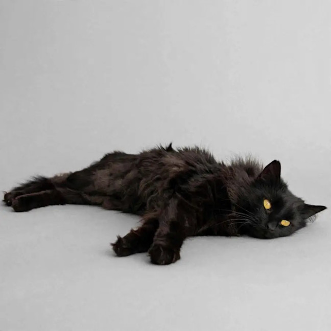Photo of Midnight 